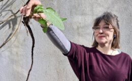 Our popular Gardening Groups are back for Spring!